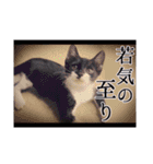 猫のふうちゃんスタンプ（個別スタンプ：40）