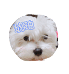 おみつ家の琥珀くん①（個別スタンプ：1）