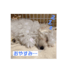 おみつ家の琥珀くん①（個別スタンプ：2）