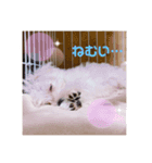 おみつ家の琥珀くん①（個別スタンプ：5）
