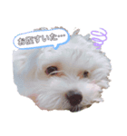 おみつ家の琥珀くん①（個別スタンプ：7）