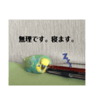 いんこのめるさん1（個別スタンプ：2）