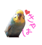 いんこのめるさん1（個別スタンプ：4）