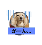 ベル×チョコ（個別スタンプ：5）