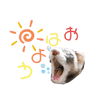 フェレット ふぅ太の日常（個別スタンプ：2）