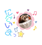 フェレット ふぅ太の日常（個別スタンプ：24）