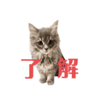 もずくの気持ち♡（個別スタンプ：4）