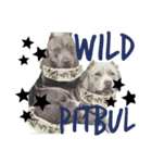 wild Pitbul 1（個別スタンプ：1）