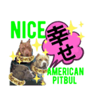 wild Pitbul 1（個別スタンプ：3）