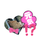 wild Pitbul 1（個別スタンプ：6）