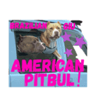 wild Pitbul 1（個別スタンプ：7）