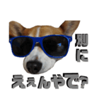 コーギーの日常「いち」（個別スタンプ：7）