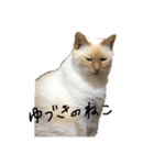 ゆづきのねこ（個別スタンプ：1）