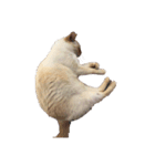ゆづきのねこ（個別スタンプ：4）
