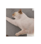 ゆづきのねこ（個別スタンプ：5）
