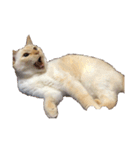 ゆづきのねこ（個別スタンプ：6）