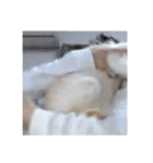 ゆづきのねこ（個別スタンプ：7）