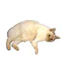 ゆづきのねこ（個別スタンプ：10）