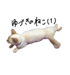 ゆづきのねこ（個別スタンプ：14）