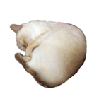 ゆづきのねこ（個別スタンプ：15）