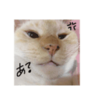 ゆづきのねこ（個別スタンプ：18）
