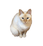 ゆづきのねこ（個別スタンプ：20）