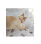 ゆづきのねこ（個別スタンプ：22）