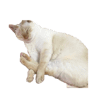 ゆづきのねこ（個別スタンプ：23）