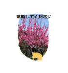 お花で遊ぼう6（個別スタンプ：1）