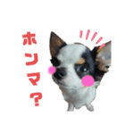 SOBORO！！（個別スタンプ：17）