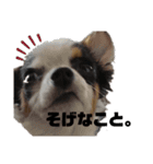SOBORO！！（個別スタンプ：22）