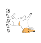 JRT  ジャックラッセルテリアのうちの子2（個別スタンプ：4）