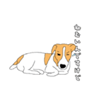 JRT  ジャックラッセルテリアのうちの子2（個別スタンプ：5）