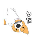 JRT  ジャックラッセルテリアのうちの子2（個別スタンプ：7）