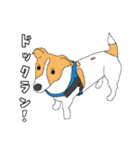 JRT  ジャックラッセルテリアのうちの子2（個別スタンプ：10）