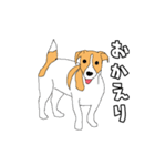 JRT  ジャックラッセルテリアのうちの子2（個別スタンプ：12）