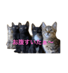 飼い猫のスタンプ My cats（個別スタンプ：1）