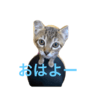 飼い猫のスタンプ My cats（個別スタンプ：3）