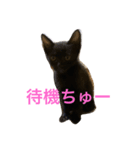 飼い猫のスタンプ My cats（個別スタンプ：6）