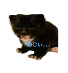 飼い猫のスタンプ My cats（個別スタンプ：7）