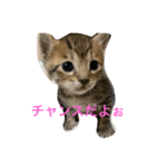 飼い猫のスタンプ My cats（個別スタンプ：8）
