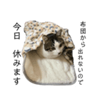 テン一族。 シロテンver.（個別スタンプ：7）