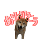 ゴンのおしゃべり3（個別スタンプ：3）
