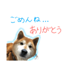 ゴンのおしゃべり3（個別スタンプ：4）