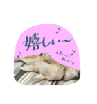 ゴンのおしゃべり3（個別スタンプ：12）