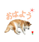 ゴンのおしゃべり3（個別スタンプ：13）