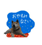 ゴンのおしゃべり3（個別スタンプ：16）