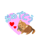 ゴンのおしゃべり3（個別スタンプ：20）