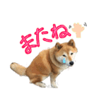 ゴンのおしゃべり3（個別スタンプ：22）