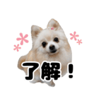 日常で使えるわんにゃんスタンプ（個別スタンプ：1）
